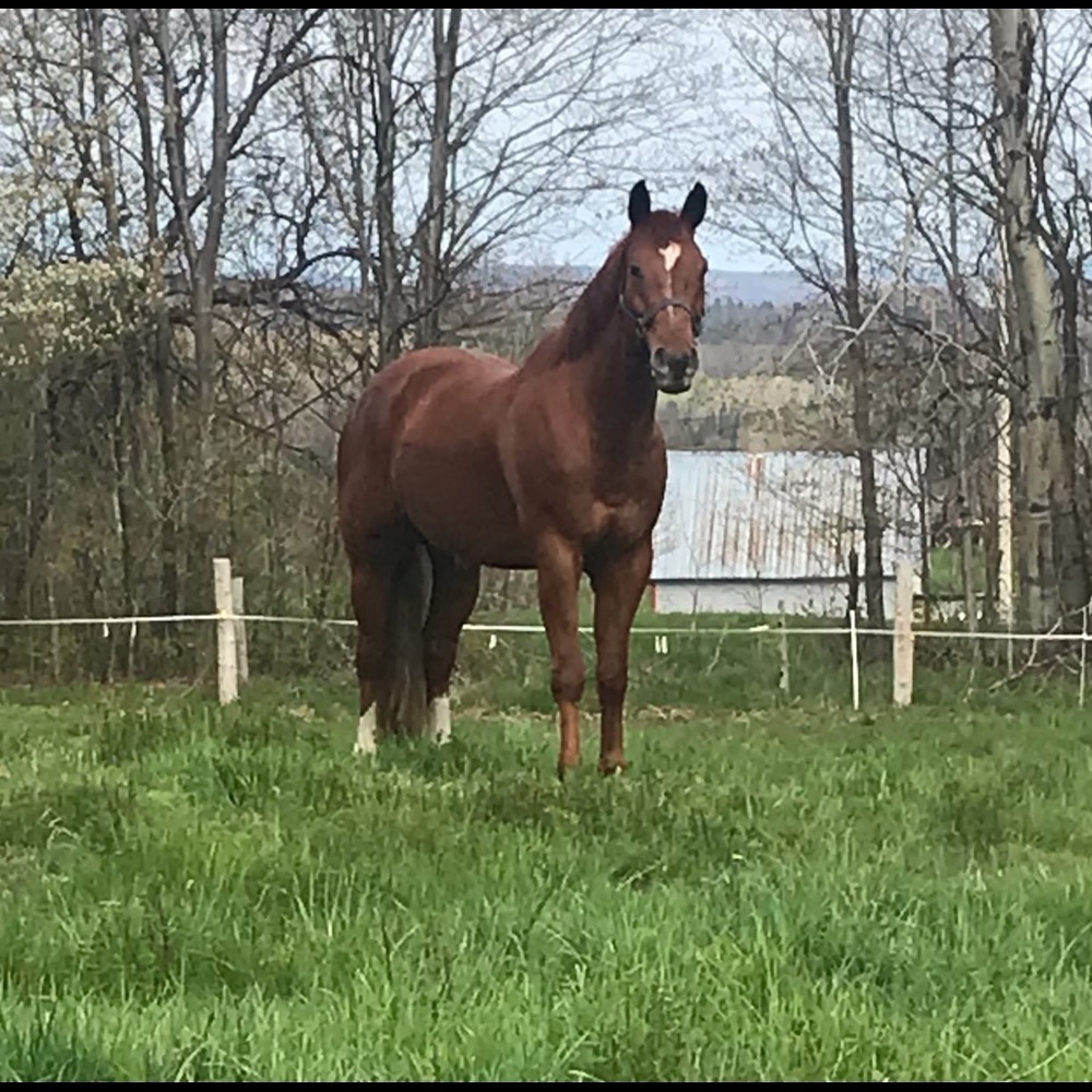 Meet your Posher, Katie